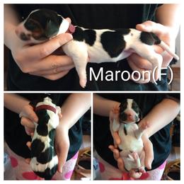 Maroon - Black white and brown female Basset Hound puppy in Highland, Michigan from Dream Hounds of Michigan