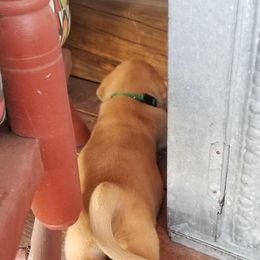 Labrador Retriever Puppies from Canyon River Outfitters