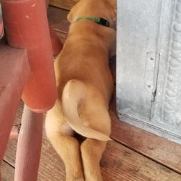 Labrador Retriever Puppies from Canyon River Outfitters