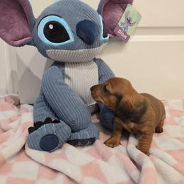 Girl 2 - Red female Dachshund puppy in Graniteville, South Carolina from AB Doxies