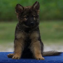 Dax - Black and tan male German Shepherd puppy in Youngsville, North Carolina from Di casa Esperanza