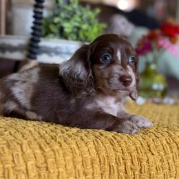 Beau - Dapple male Dachshund puppy in New Albany, Mississippi from Double A. Doxies