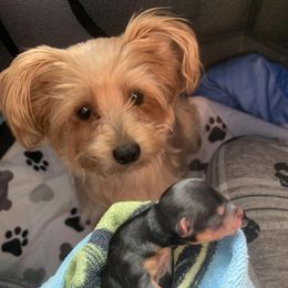 Yorkshire Terriers from Oliviero Yorkies