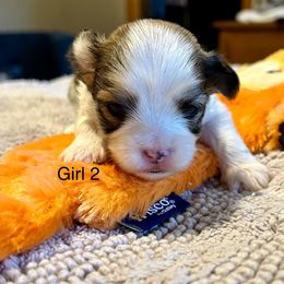 Girl 2 - Black & tan tri-color female Morkie puppy in Ocala, Florida from Hummingbird Fields