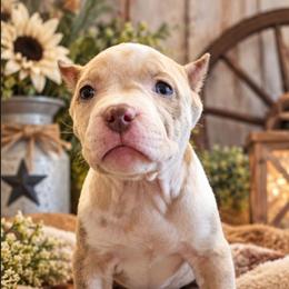 Harley Quinn - Blue female American Bully puppy in El Paso, Texas from PaPaws Gotta Love It Kennels