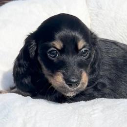 Black and Cream -- Female - Blue and cream female Dachshund puppy in Kalama, Washington from Dazzling Doxies