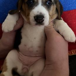 Girl 2 - Black fawn and white female Beagle puppy in Phoenix, Arizona from Trevillian Beagles