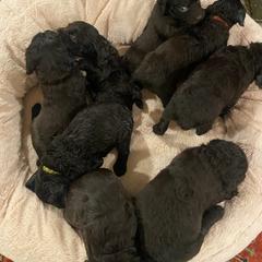 Boykin Spaniel Puppies from Drakes Creek Boykins LLC