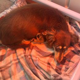 Penny - Dachshund