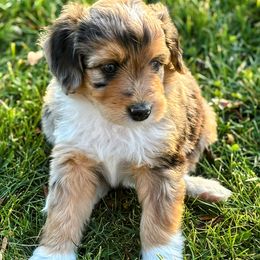 Blue Merle with Red markings, boy 1 - Blue merle male Aussiedoodle puppy in Parma, Idaho from Arena Valley Acres
