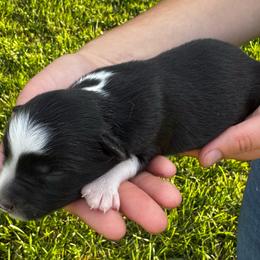 Winston - Black & white male Miniature Australian Shepherd puppy in Mount Carmel, Tennessee from Hill Top Mini Aussies