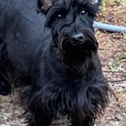 Scottish Terriers from Quail Ridge Scotties