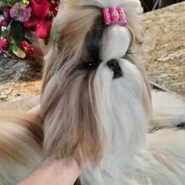 Glamour - Shih Tzu