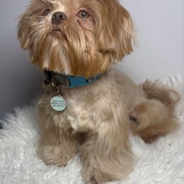 Romeo - Liver male Shih Tzu puppy in Coolidge, Arizona from Shih Tzu’s  ‘N’ Love