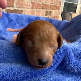 Pink Collar - Red  female Poodle puppy in Huntsville, Alabama from Flint River Poodles