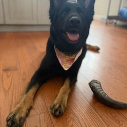 Novella - Bi-color female German Shepherd puppy in New York from Spitze German Shepherds