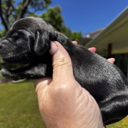 Eva - Black female Dachshund puppy in Bentonville, Arkansas from T & D Dachshunds by design