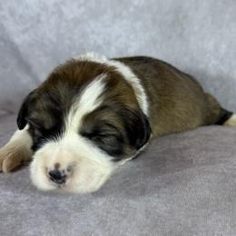 Diamond - White Collar Female - Sable female Pembroke Welsh Corgi puppy in Victoria, Texas from Clear Creek Corgis