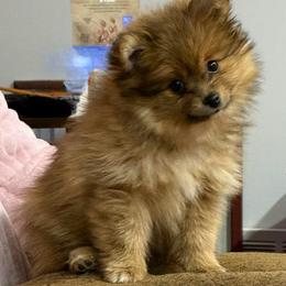 Wolf sable female - Wolf sable female Pomeranian puppy in Effort, Pennsylvania from Pomeranian Puppies