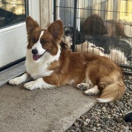 Daisy - Cardigan Welsh Corgi