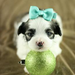 Mal-Shi puppies from Tx Pups