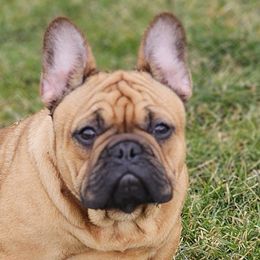 Rottweilers from Templinhaus Rottweilers