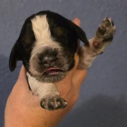Tricks - Tri-Roan female English Springer Spaniel puppy in Lake City, Florida from Thunderbird Springers