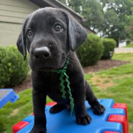 Green Collar Black Male - Black male Labrador Retriever puppy in Gainesville, Georgia from Rucker Retrievers
