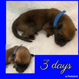 Belgian Malinois Puppies from Audacious Malinois