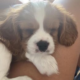Cavalier King Charles Spaniel Puppies from Blueberry Hill Cavaliers