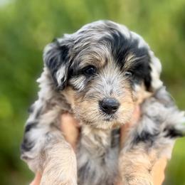 LeRoy - Merle male Goldendoodle puppy in Highland, Utah from Angel Pups Deluxe