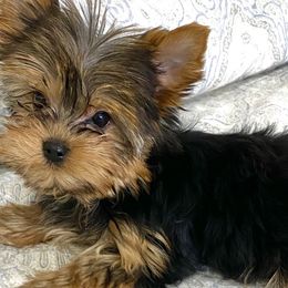Goldendoodles, Poodles, and Yorkshire Terriers from Fancy Paws Inc