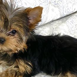 Goldendoodles, Poodles, and Yorkshire Terriers from Fancy Paws Inc