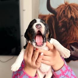 Joy (Orange Band) - Tri-color male Labradoodle puppy in Plainfield, New Jersey from Caris Paws Poodles and Labradoodles