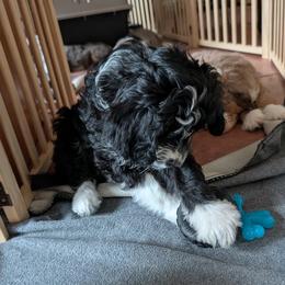 Aussiedoodle Puppies from Ridgeview Aussiedoodles