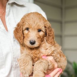 Hershey - Apricot male Goldendoodle puppy in Columbia, South Carolina from Glittering Grace Goldendoodles