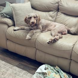 Aussiedoodle puppies from Florida Dippin’ Dachshunds & Aussiedoodles