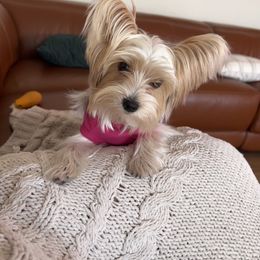 Yorkshire Terrier Puppies from Jackie Jenny’s Precious Yorkies