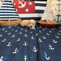 Smokey - Apricot male Maltipoo puppy in Scott, Arkansas from Legacy's Litters