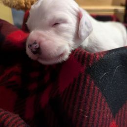 Male 2 - Orange belton male English Setter puppy in Holly, Michigan from Roos Farms English Setters