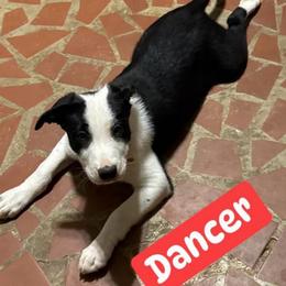 Dancer - Black and white male Border Collie puppy in Huntersville, North Carolina from MJ Border Collies