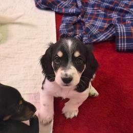 Boy 3 - Piebald male Dachshund puppy in Jacksonville, Florida from Little Lords & Ladies Dachshunds
