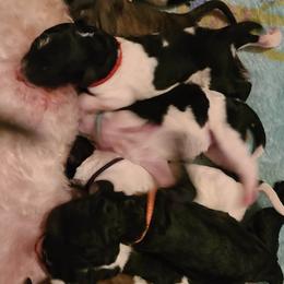 Poodle Puppies from My Buddies Puppies