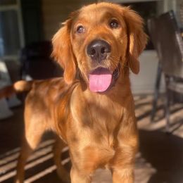 Golden Retriever All Grown Up from Brilliant Golden Furry Tails