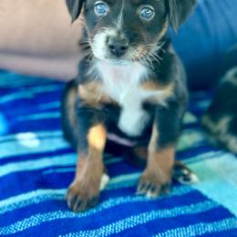 Sprite - Black tri female Miniature Australian Shepherd puppy in Lincoln, California from Country Dreams Mini Aussies