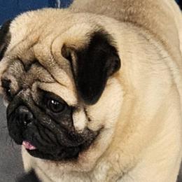 Kasper - Pug