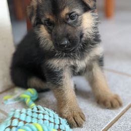 German Shepherd Puppies from Valley Shepherds LLC