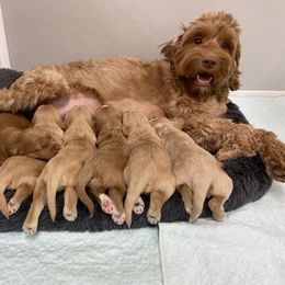 Australian Labradoodle Puppies from Salona Australian Labradoodles