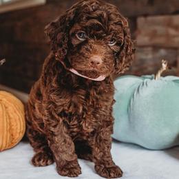Bernedoodle and Poodle Puppies from Miranda’s Sunshine Poodles and Doodles