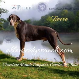 Reese - Great Dane
